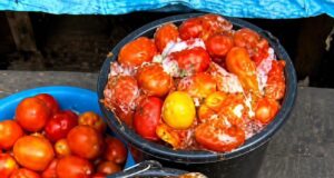 Lagos warns against eating rotten tomatoes