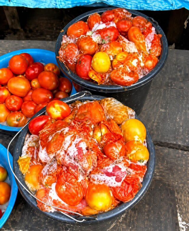 Lagos warns against eating rotten tomatoes