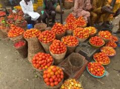 Kano tomato farmers suffer N1.5bn losses amid pest outbreak