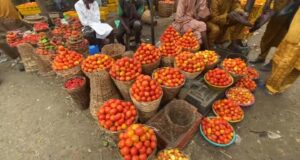 Kano tomato farmers suffer N1.5bn losses amid pest outbreak