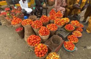 Kano tomato farmers suffer N1.5bn losses amid pest outbreak