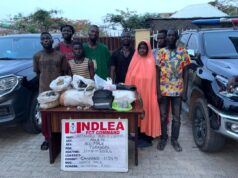 NDLEA destroys drug hubs in Abuja, arrests 132 suspects NDLEA