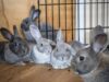 Investment in rabbit value chain to boost Nigeria’s economy — Experts