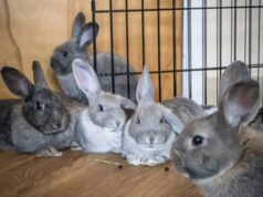 Invest in rabbit value chain to boost Nigeria’s economy — Experts