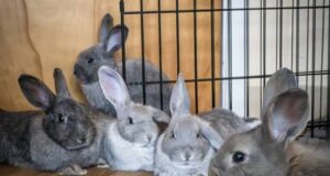 Invest in rabbit value chain to boost Nigeria’s economy — Experts