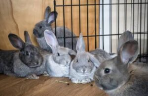 Invest in rabbit value chain to boost Nigeria’s economy — Experts