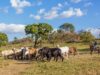 FG promotes ranching to tackle farmer-herder clashes