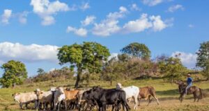 FG promotes ranching to tackle farmer-herder clashes