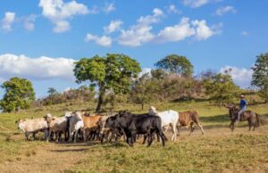 FG promotes ranching to tackle farmer-herder clashes