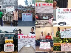 NDLEA busts drug networks nationwide, seizes large consignments