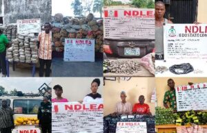 NDLEA busts drug networks nationwide, seizes large consignments