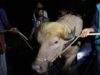 Trump-lookalike buffalo spared from Eid sacrifice in Bangladesh