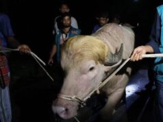 Trump-lookalike buffalo spared from Eid sacrifice in Bangladesh