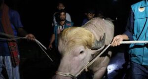 Trump-lookalike buffalo spared from Eid sacrifice in Bangladesh
