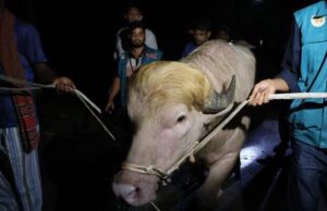 Trump-lookalike buffalo spared from Eid sacrifice in Bangladesh
