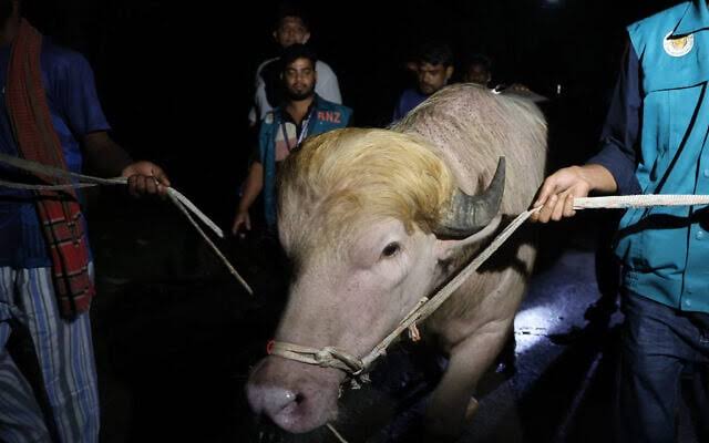 cow