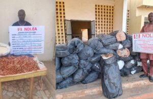 NDLEA busts international drug trafficking attempts, destroys 65,000kg of skunk