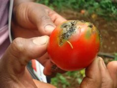 Tomato crisis deepens in Kano as pest outbreak threatens food prices