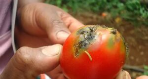 Tomato crisis deepens in Kano as pest outbreak threatens food prices