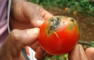Tomato crisis deepens in Kano as pest outbreak threatens food prices