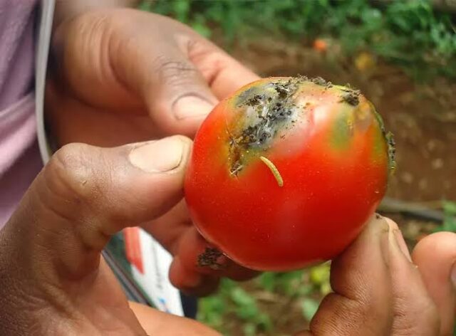 Tomato crisis deepens in Kano as pest outbreak threatens food prices