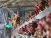 FG, FAO launch $350,000 project to tackle bird flu