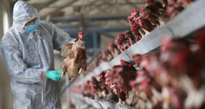 FG, FAO launch $350,000 project to tackle bird flu