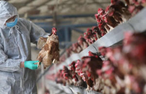 FG, FAO launch $350,000 project to tackle bird flu