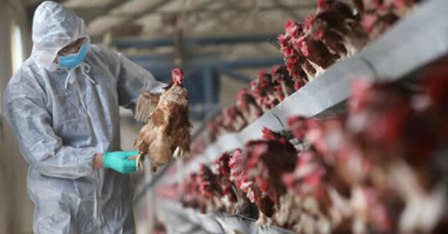 FG, FAO launch $350,000 project to tackle bird flu