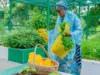Oluremi Tinubu harvests vegetables from Villa, calls for home gardening