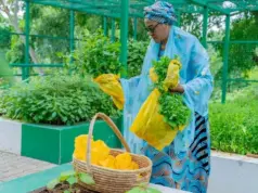Oluremi Tinubu harvests vegetables from Villa, calls for home gardening