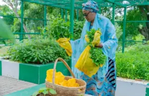 Oluremi Tinubu harvests vegetables from Villa, calls for home gardening