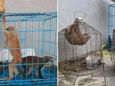 Customs intercepts 48 wildlife, arrests three traffickers in Kano