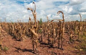 UK drought raises fresh fears over food security as crop yields fall