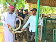 Kano zoo receives python rescued from residential building
