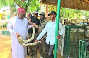 Kano zoo receives python rescued from residential building
