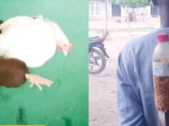 Hisbah nabs man for ‘intoxicating’ chickens before stealing them