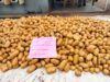 Customs seizes N2bn cannabis in Ogun Cannabis