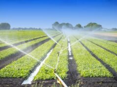 Kano, FG expand irrigation projects to boost year-round farming