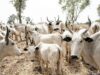 Kaduna cattle rustling claims 200,000 cows, kills 50 pastoralists — MACBAN