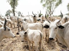 Kaduna cattle rustling claims 200,000 cows, kills 50 pastoralists — MACBAN
