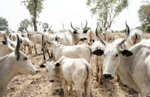 Kaduna cattle rustling claims 200,000 cows, kills 50 pastoralists — MACBAN