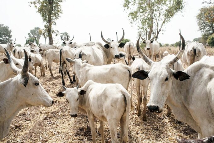 Cattle