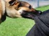 Rabies scare as infected dog bites 18 in Kano