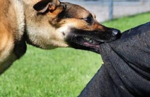 Rabies scare as infected dog bites 18 in Kano