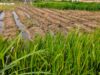 How erratic rainfall turned Kano farmer’s loan into crushing debt