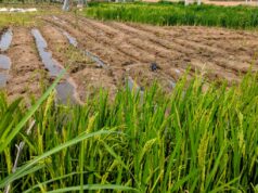 How erratic rainfall turned Kano farmer’s loan into crushing debt