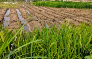 How erratic rainfall turned Kano farmer’s loan into crushing debt