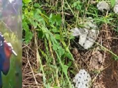 Police uncover kidnappers’ den, recover 28 human skulls in Abia Police