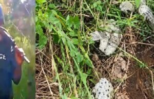 Police uncover kidnappers’ den, recover 28 human skulls in Abia Police